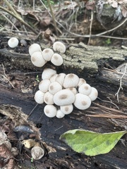 Lycoperdon perlatum image