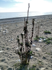 Verbascum gnaphalodes