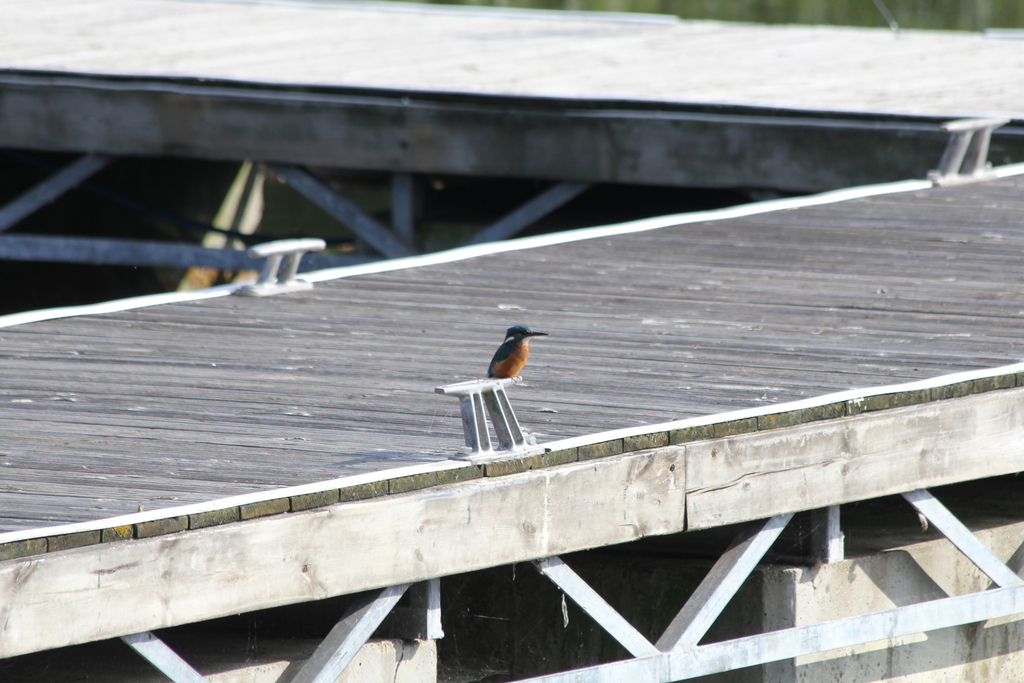 Northwestern Common Kingfisher