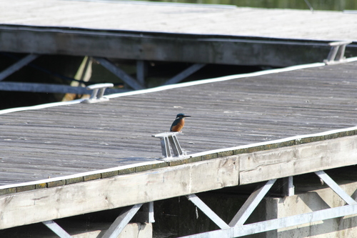 Northwestern Common Kingfisher