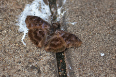 Ebrietas