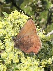 Callophrys augustinus iroides