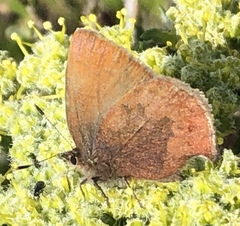 Callophrys augustinus iroides