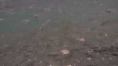 Ambassis gymnocephalus