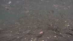 Ambassis gymnocephalus