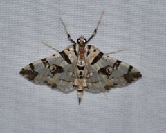Conchylodes salamisalis