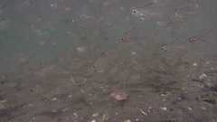 Ambassis gymnocephalus