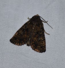 Condica albigera