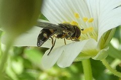 Platycheirus scutatus