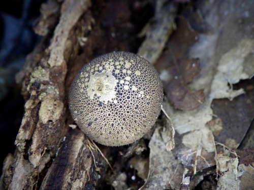 Lycoperdon perlatum