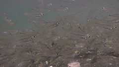 Ambassis gymnocephalus