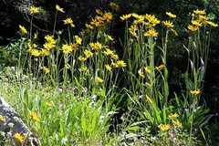 Arnica longifolia