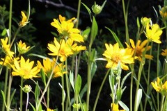 Arnica longifolia