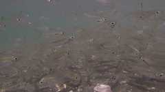 Ambassis gymnocephalus