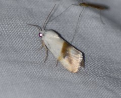 Ponometia virginalis