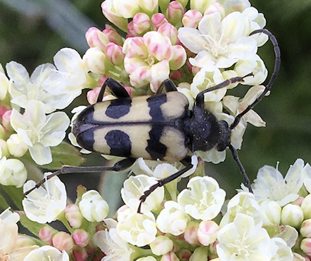 Black-banded Long-horned Beetle