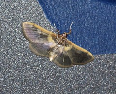 Apilocrocis brumalis