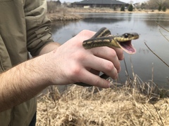Thamnophis sirtalis semifasciatus