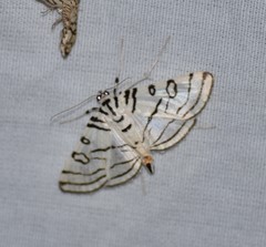 Conchylodes concinnalis