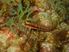 Parablennius rouxi