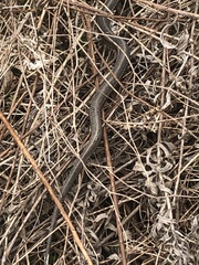 Thamnophis sirtalis semifasciatus
