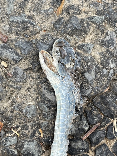 Common Tree Snake sighting