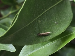Plutella xylostella
