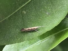 Plutella xylostella