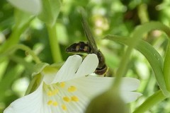 Platycheirus scutatus