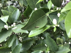 Plutella xylostella