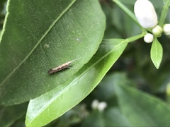 Plutella xylostella