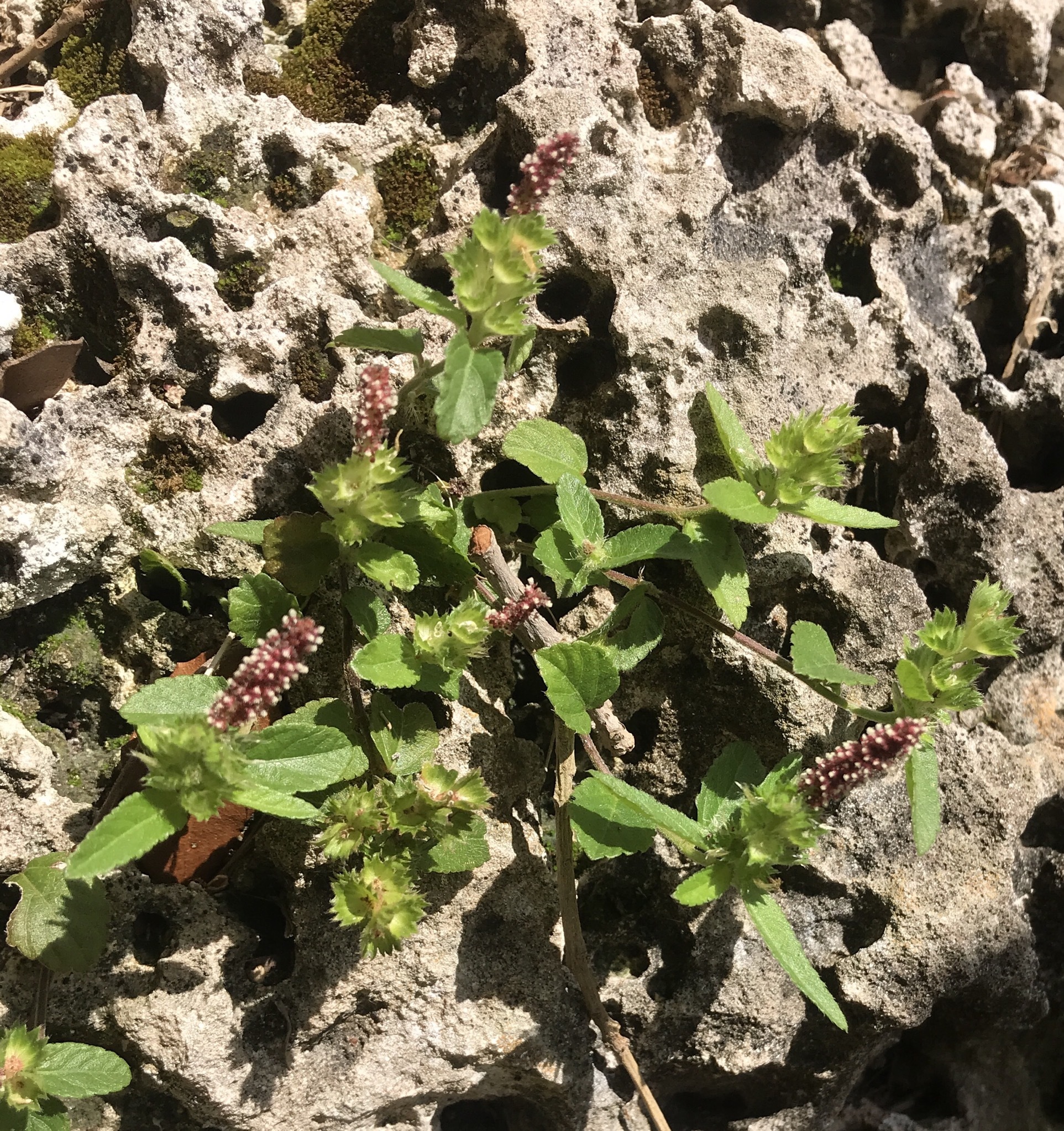 Acalypha chamaedrifolia