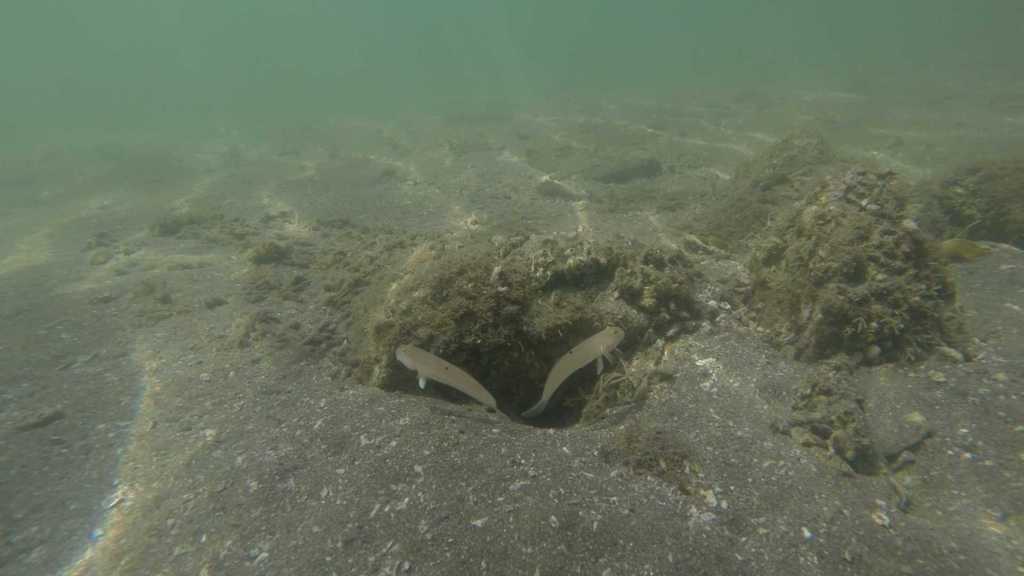 Blacktip goby (Valenciennea sexguttata) — Gobiidae
