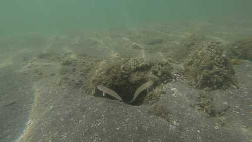 Blacktip goby (Valenciennea sexguttata) — Gobiidae