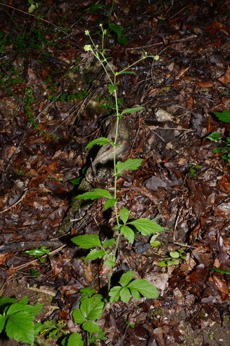 Image of Geum virginianum by (c) Brian Finzel, some rights reserved (CC BY-SA)