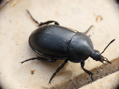 Ablattaria laevigata