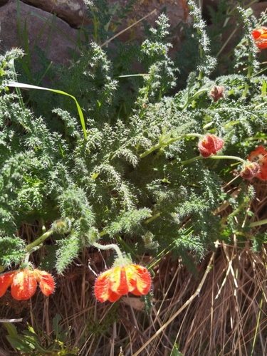 Caiophora pentlandii (Caiophora pentlandii)
