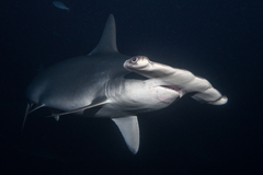 Scalloped Hammerhead photo 2