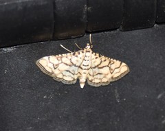 Hileithia rehamalis