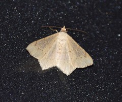 Psamatodes trientata