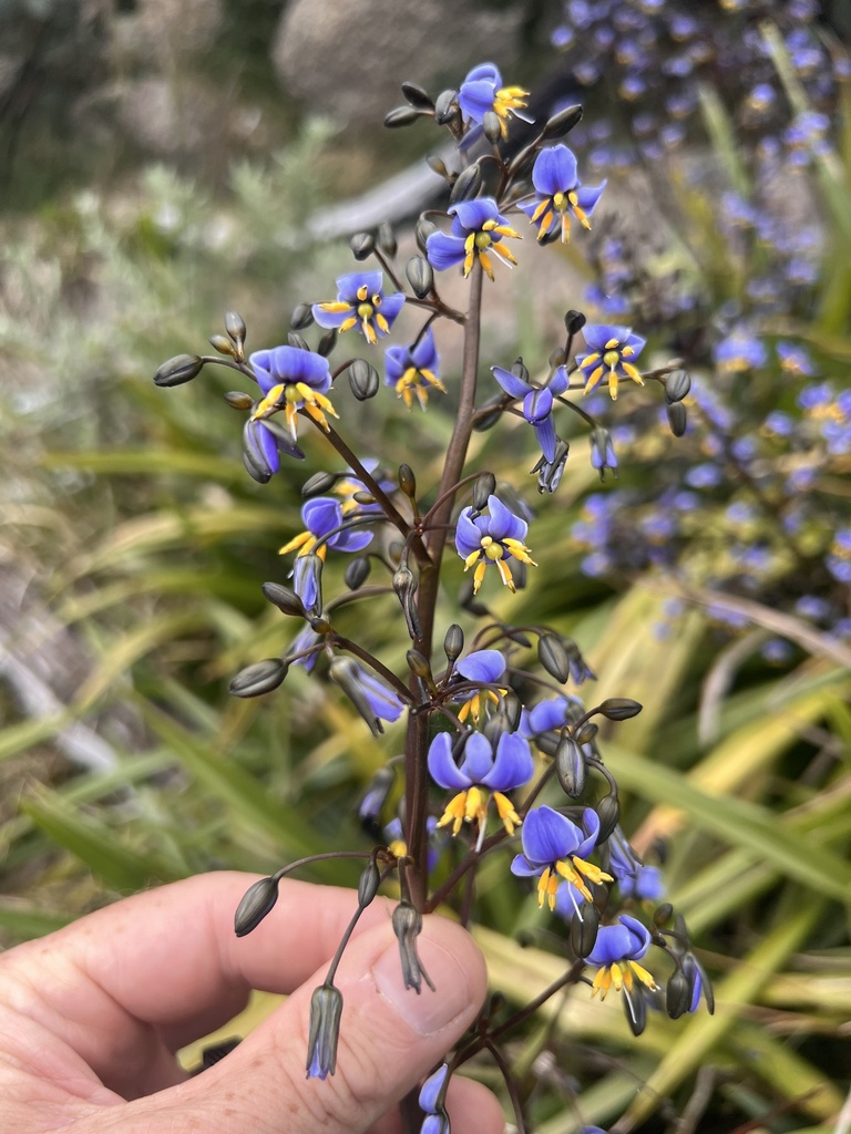 Tasmanian flax-lily from The Horn, Mount Buffalo, VIC, AU on December ...