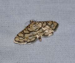 Hileithia rehamalis