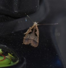 Dichomeris setosella