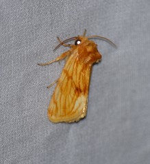 Cirrhophanus pretiosa