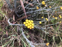 Helichrysum psilolepis