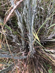 Helichrysum psilolepis