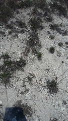 Cephalaria coriacea