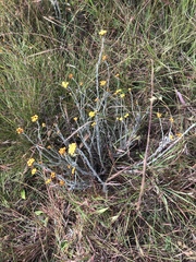 Helichrysum psilolepis