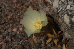 Mentzelia tricuspis