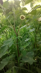 Physalis chenopodifolia